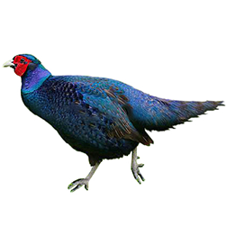 Melanistic Mutant